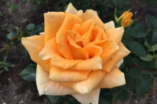 橘黄玫瑰花语象征与寓意