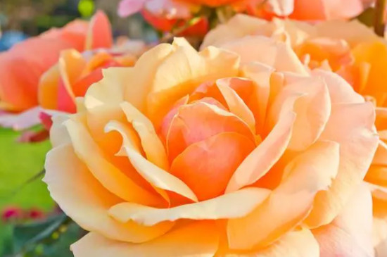 橘黄玫瑰花语象征与寓意