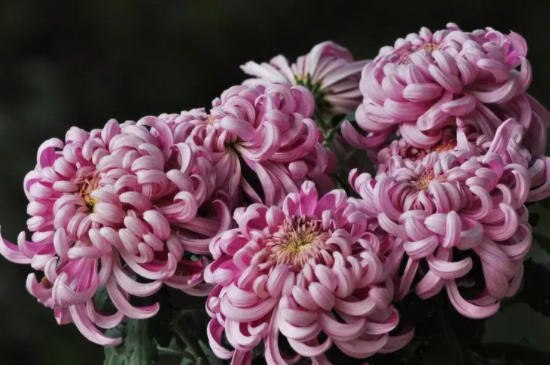 粉色菊花的寓意和象征意义