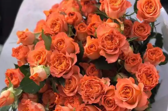 橙色多头玫瑰的花语和寓意