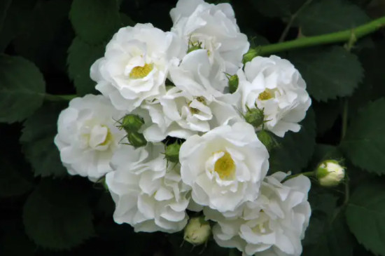 白蔷薇的花语是什么