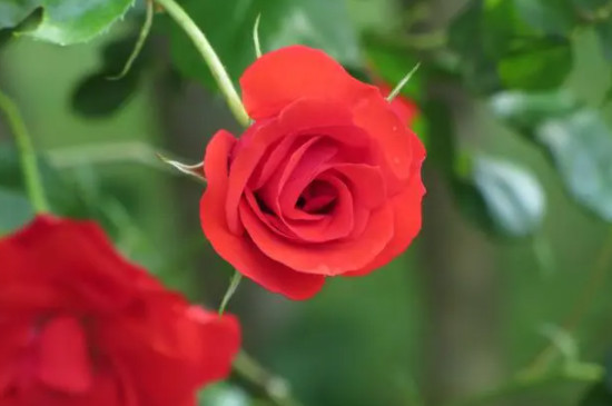 红玫瑰与白玫瑰花语