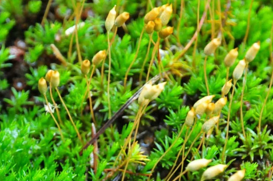 苔藓植物有几种