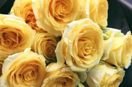 黄玫瑰的四种花语