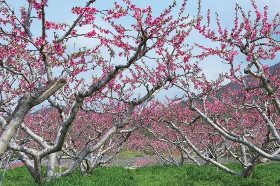 桃树春季修剪时间和方法
