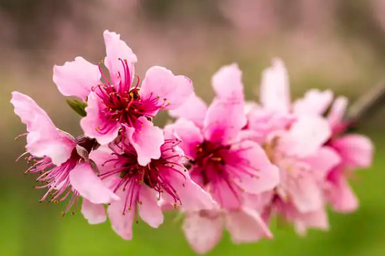 桃树春季修剪时间和方法