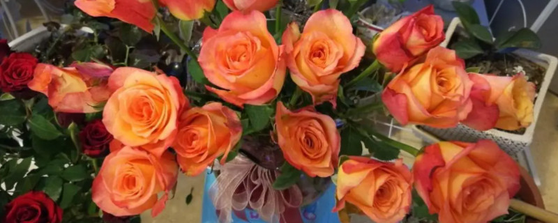 橘红色玫瑰花叫什么