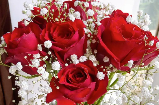 红玫瑰满天星花语是什么