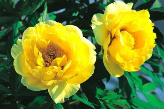 黄牡丹花的寓意和花语