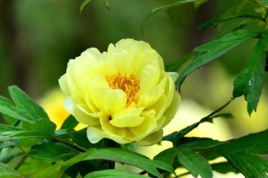 黄牡丹花的寓意和花语