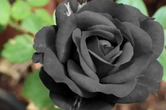 黑玫瑰的寓意