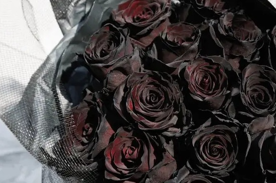 黑玫瑰的寓意