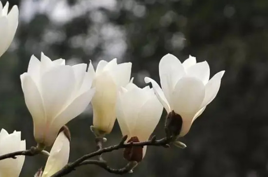 白色木棉花的花语是什么