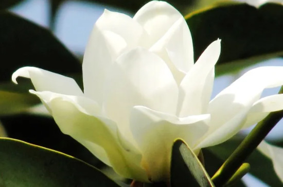 白色木棉花的花语是什么