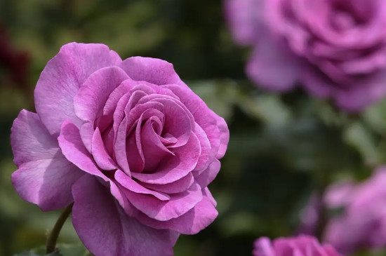 玫瑰颜色代表的花语