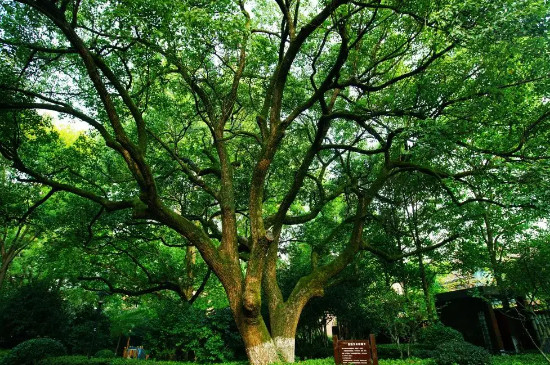 南方常见的十种树木