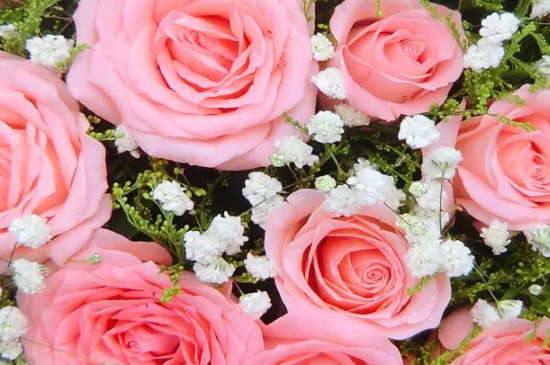 粉色玫瑰花19朵含义