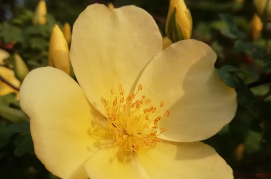 金色蔷薇花的花语