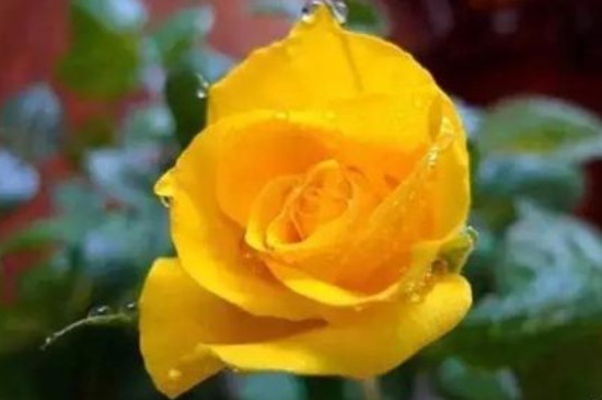 黄玫瑰的花语和寓意