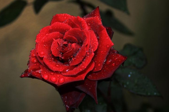 红色玫瑰花的花语是什么