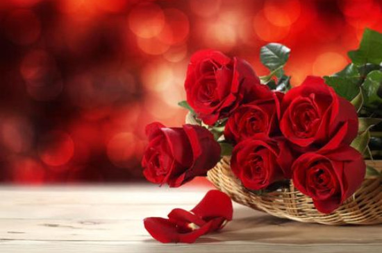 红色玫瑰花的花语是什么