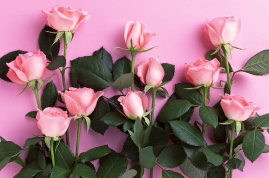 粉色玫瑰花的花语