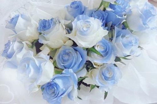 蓝色渐变的玫瑰花叫什么