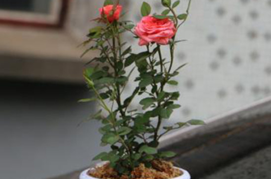 玫瑰花喜欢酸性还是碱性
