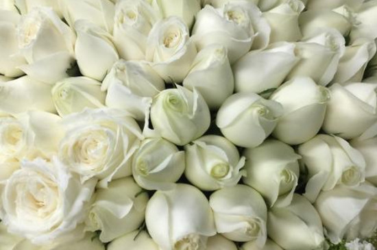 九朵白玫瑰的花语和寓意
