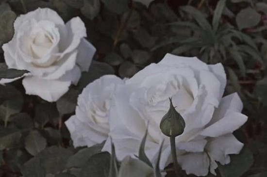灰玫瑰花代表的含义