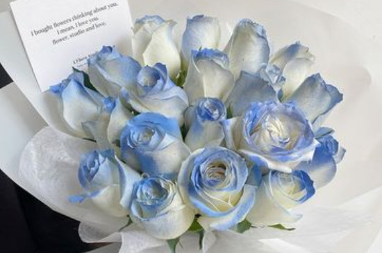 冰蓝玫瑰的花语和寓意