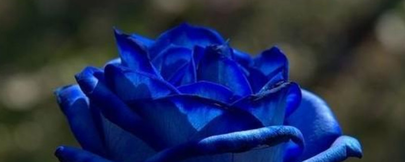 蓝玫瑰代表什么花语