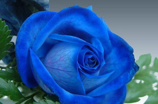 蓝玫瑰代表什么花语