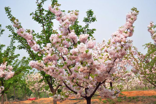 樱桃树和樱花树的区别