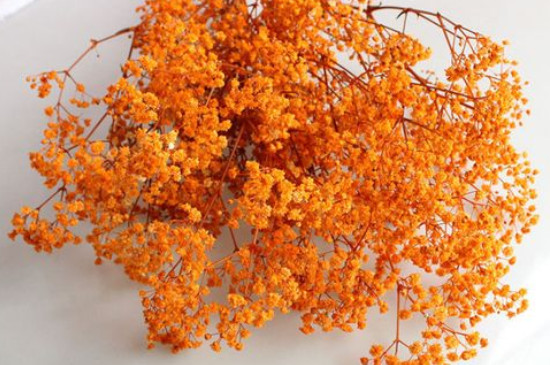 橙色满天星的花语是什么意思