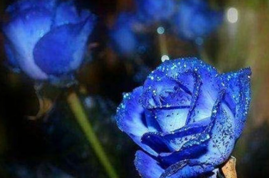 蓝色的玫瑰花叫什么?
