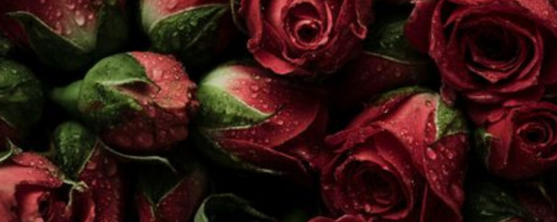 粉色玫瑰和红色玫瑰寓意是什么