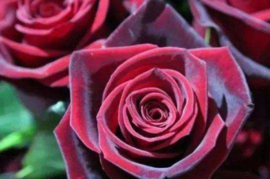丝绒玫瑰属于什么品种