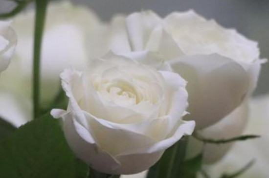 白玫瑰花代表什么象征意义