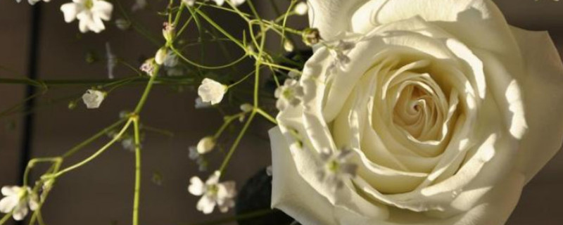 白玫瑰花代表什么象征意义