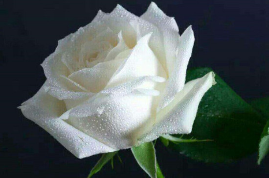 一朵白玫瑰的花语和寓意