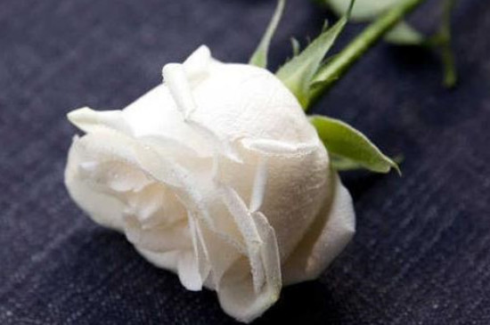 一朵白玫瑰的花语和寓意
