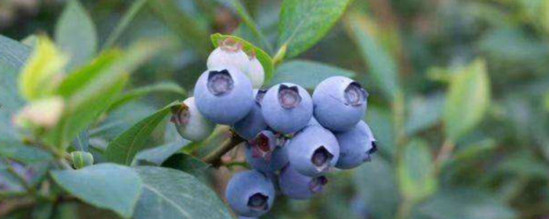 薄雾蓝莓品种详细介绍
