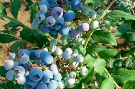 薄雾蓝莓品种详细介绍