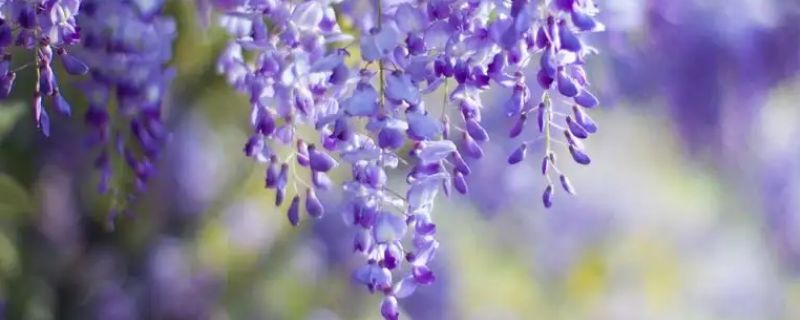 紫藤花花语及象征意义