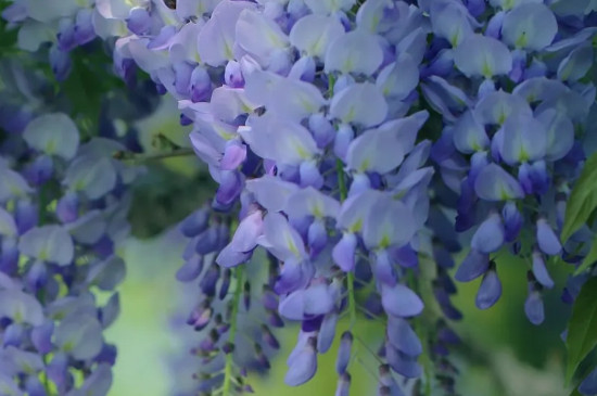 紫藤花花语及象征意义