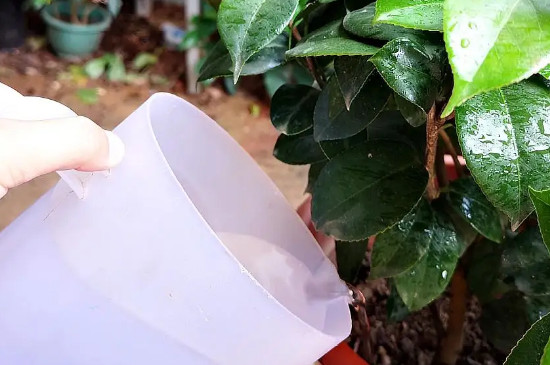 茶花养殖方法与技巧