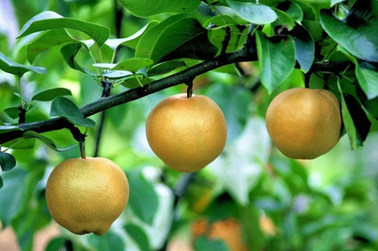 梨树寿命最长多少年