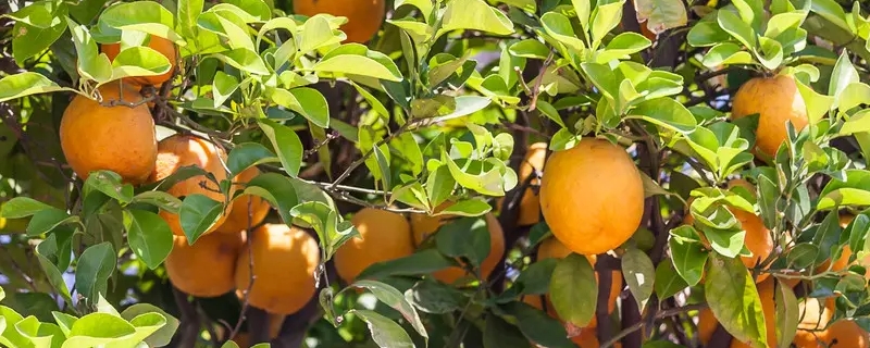 甜橙的生长发育适宜温度是