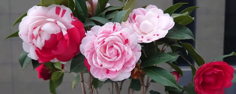 白五茶花能开出几种颜色的花